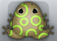 Beige Folium Gyrus Frog from Pocket Frogs
