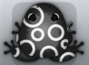 Black Albeo Gyrus Frog from Pocket Frogs