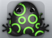 Black Muscus Gyrus Frog from Pocket Frogs