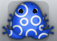Blue Albeo Gyrus Frog from Pocket Frogs