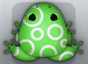 Emerald Albeo Gyrus Frog from Pocket Frogs