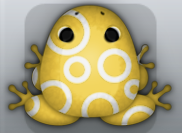 Golden Albeo Gyrus Frog from Pocket Frogs