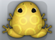 Golden Aurum Gyrus Frog from Pocket Frogs