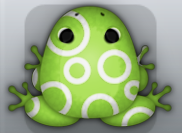 Green Albeo Gyrus Frog from Pocket Frogs