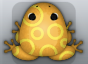 Orange Aurum Gyrus Frog from Pocket Frogs