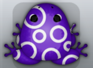 Purple Albeo Gyrus Frog from Pocket Frogs
