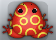 Red Aurum Gyrus Frog from Pocket Frogs