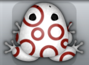 White Tingo Gyrus Frog from Pocket Frogs