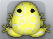 Yellow Albeo Gyrus Frog from Pocket Frogs