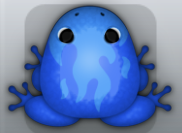 Blue Caelus Igneous Frog from Pocket Frogs