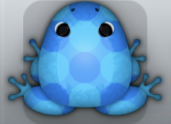 Azure Caelus Imbris Frog from Pocket Frogs