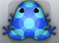 Blue Callaina Imbris Frog from Pocket Frogs