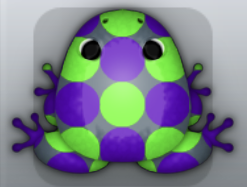 Purple Muscus Imbris Frog from Pocket Frogs