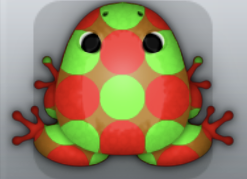 Red Muscus Imbris Frog from Pocket Frogs