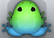 Azure Muscus Insero Frog from Pocket Frogs