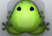 Olive Folium Insero Frog from Pocket Frogs