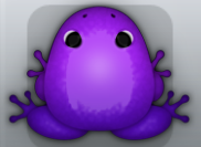 Purple Viola Insero Frog from Pocket Frogs