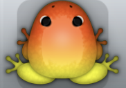 Yellow Carota Insero Frog from Pocket Frogs