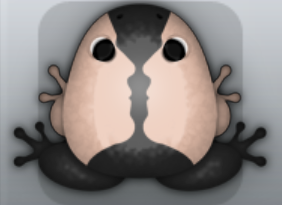 Black Ceres Janus Frog from Pocket Frogs