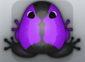 Black Viola Janus Frog from Pocket Frogs