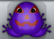 Purple Tingo Lanterna Frog from Pocket Frogs