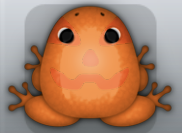 Tangelo Carota Lanterna Frog from Pocket Frogs