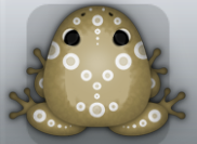 Beige Albeo Latus Frog from Pocket Frogs