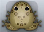 Beige Bruna Latus Frog from Pocket Frogs