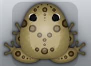 Beige Cafea Latus Frog from Pocket Frogs