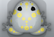 Glass Aurum Latus Frog from Pocket Frogs