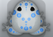 Glass Caelus Latus Frog from Pocket Frogs