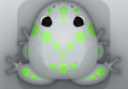 Glass Muscus Latus Frog from Pocket Frogs