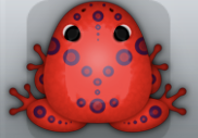 Red Pruni Latus Frog from Pocket Frogs