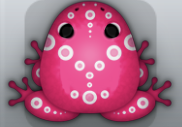Violet Albeo Latus Frog from Pocket Frogs