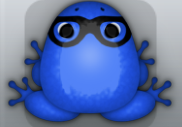 Blue Picea Lentium Frog from Pocket Frogs