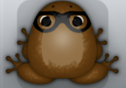 Cocos Picea Lentium Frog from Pocket Frogs