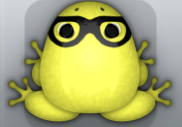 Yellow Picea Lentium Frog from Pocket Frogs
