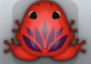 Red Pruni Lotus Frog from Pocket Frogs