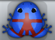 Blue Tingo Lucus Frog from Pocket Frogs