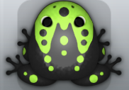 Black Folium Ludo Frog from Pocket Frogs