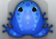 Blue Caelus Ludo Frog from Pocket Frogs