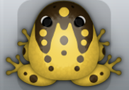 Golden Cafea Ludo Frog from Pocket Frogs