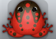 Red Cafea Ludo Frog from Pocket Frogs