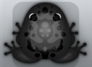 Black Picea Magus Frog from Pocket Frogs