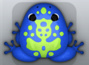 Blue Folium Magus Frog from Pocket Frogs