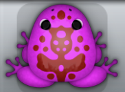 Pink Tingo Magus Frog from Pocket Frogs