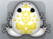 White Aurum Magus Frog from Pocket Frogs