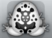 White Picea Magus Frog from Pocket Frogs