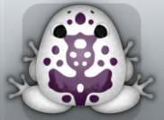 White Pruni Magus Frog from Pocket Frogs