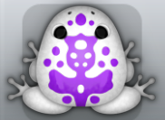 White Viola Magus Frog from Pocket Frogs